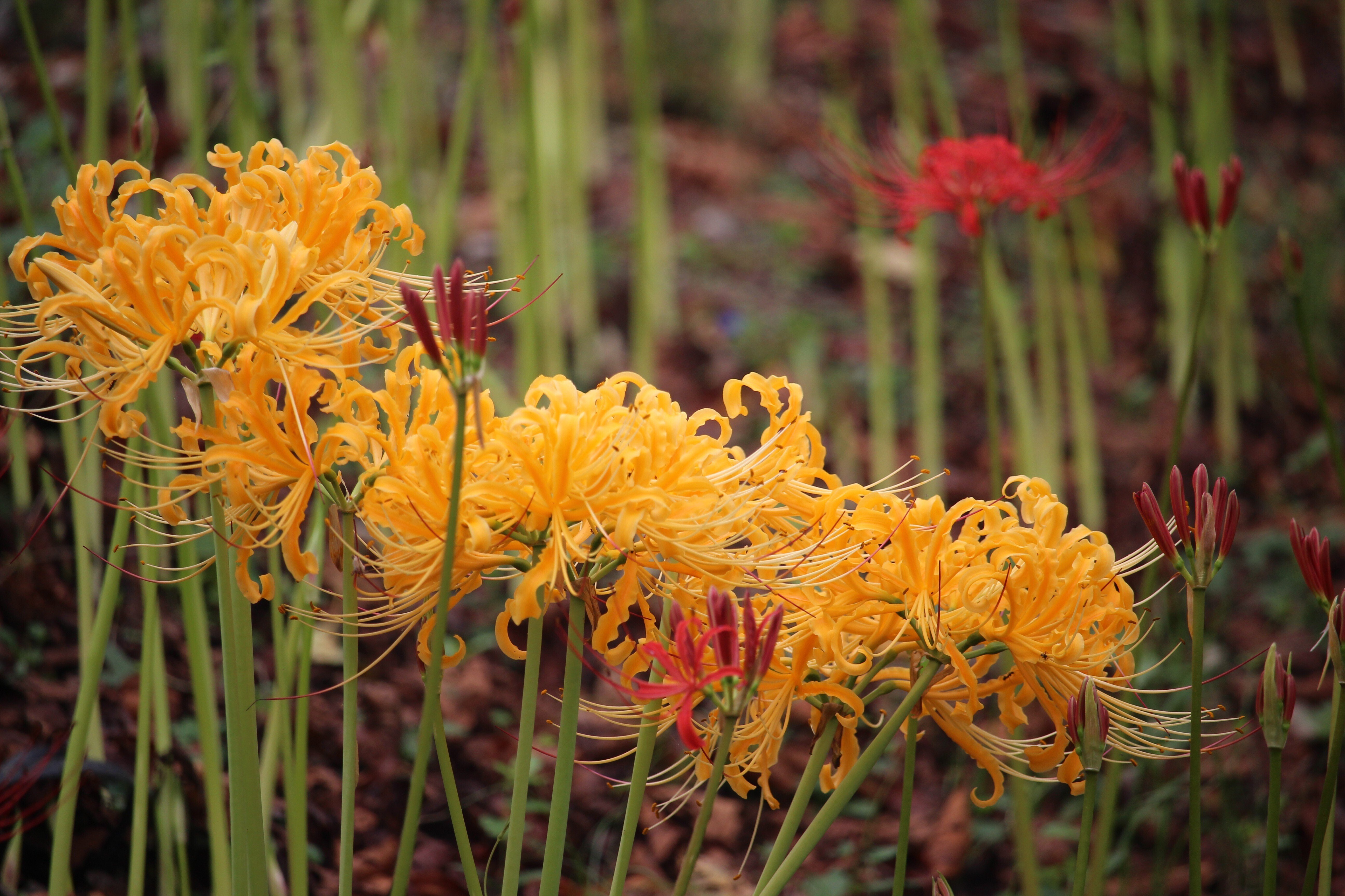 彼岸花　曼珠沙華　手鞠　和飾り ヒガンバナ「彼岸花」（Red spider lily）9月に咲く曼珠沙華 | ふぉと