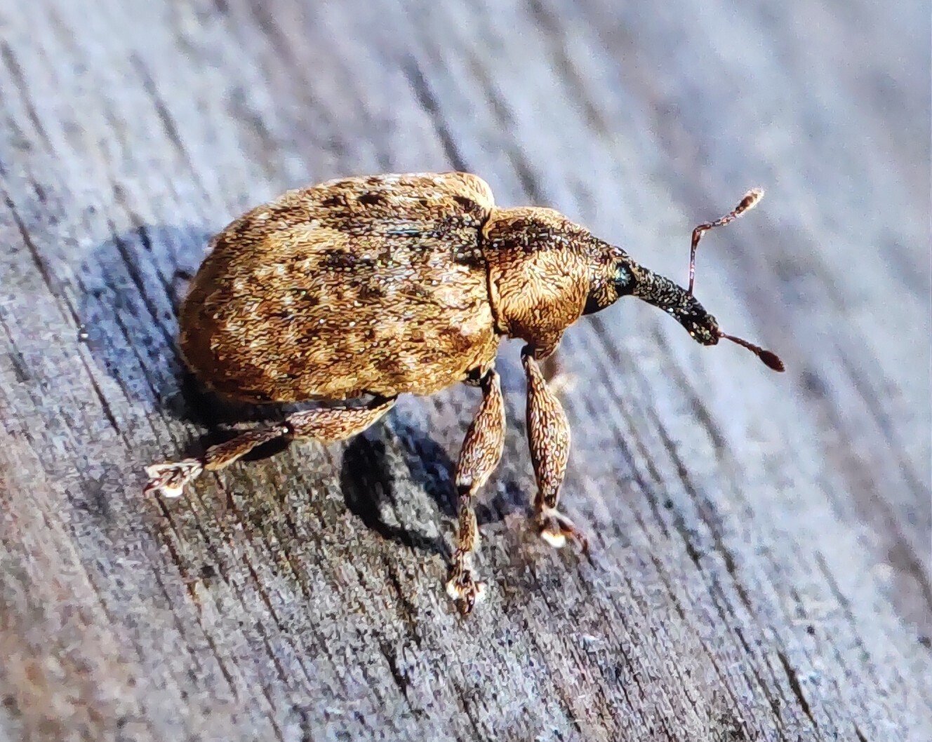 ゾウムシが飛んだ｜奥日光 letter