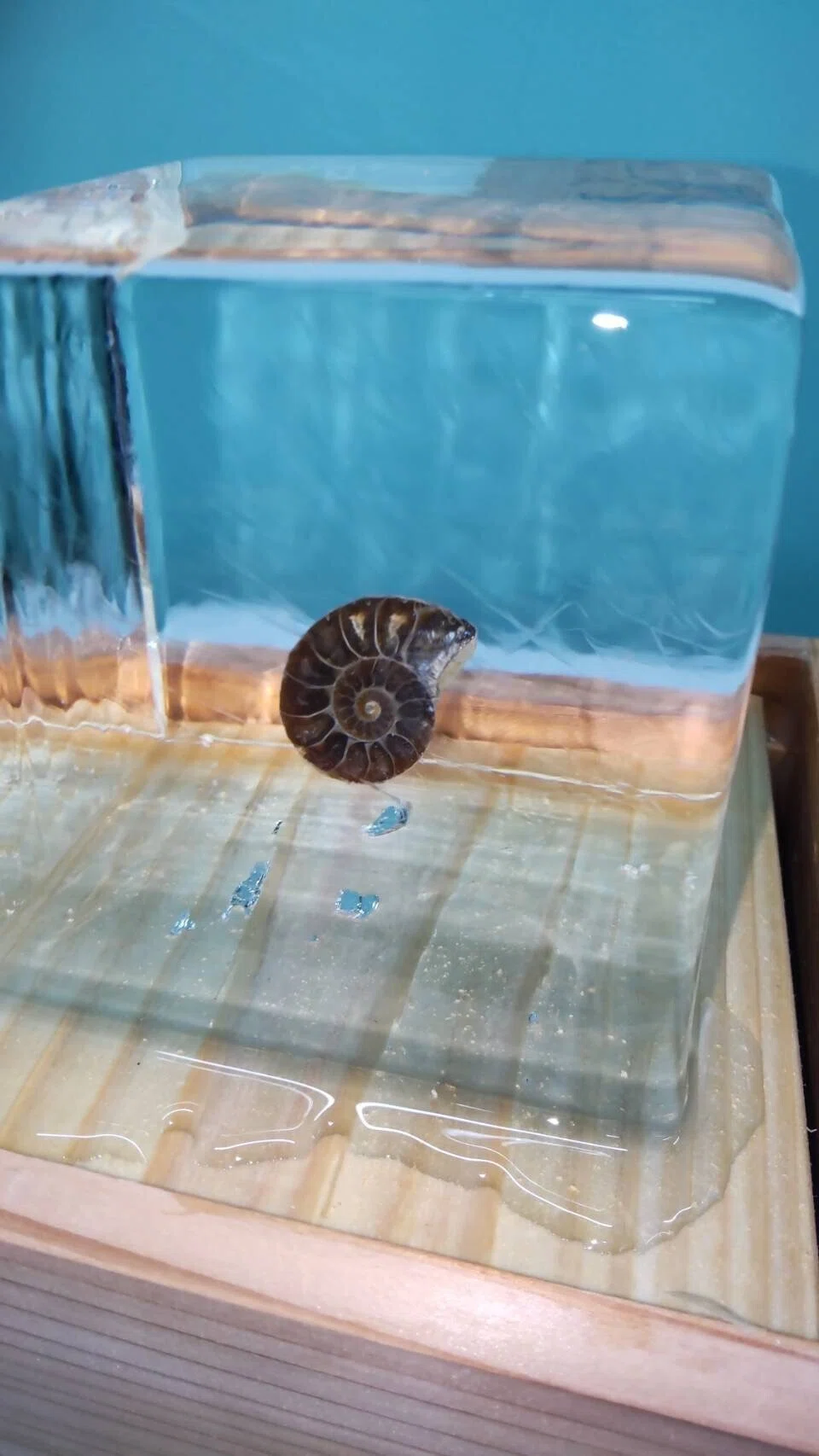 かつて水晶は「氷の化石」だと考えられていた【化石の日】｜小野田の超