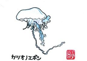 106 危険生物⑧カツオノエボシ｜桂浜水族館 公式