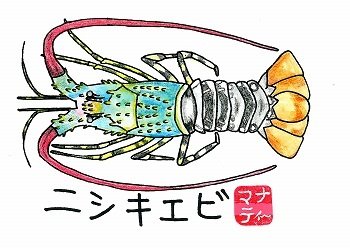 130 (再)標本作り⑥ニシキエビ｜桂浜水族館 公式