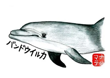 139 (再)標本作り⑫イルカ類｜桂浜水族館 公式
