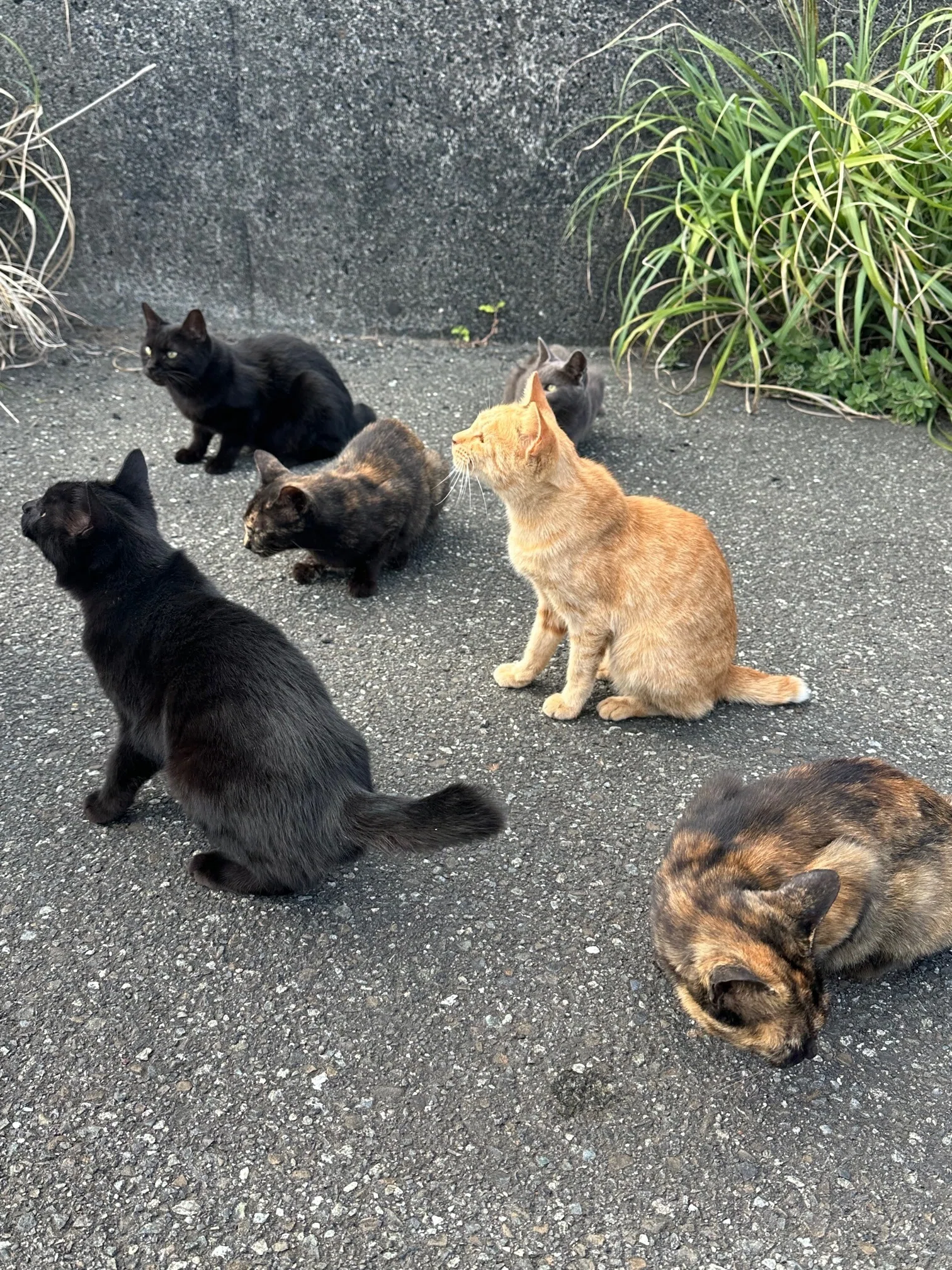 八丈島はキョンではなくイタチと猫の島だ｜猫太郎