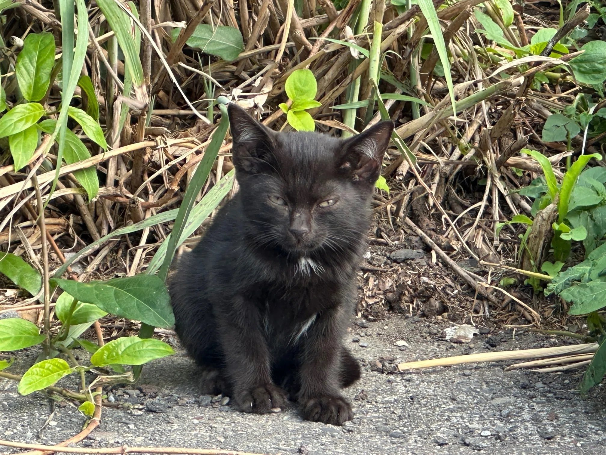 八丈島はキョンではなくイタチと猫の島だ｜猫太郎