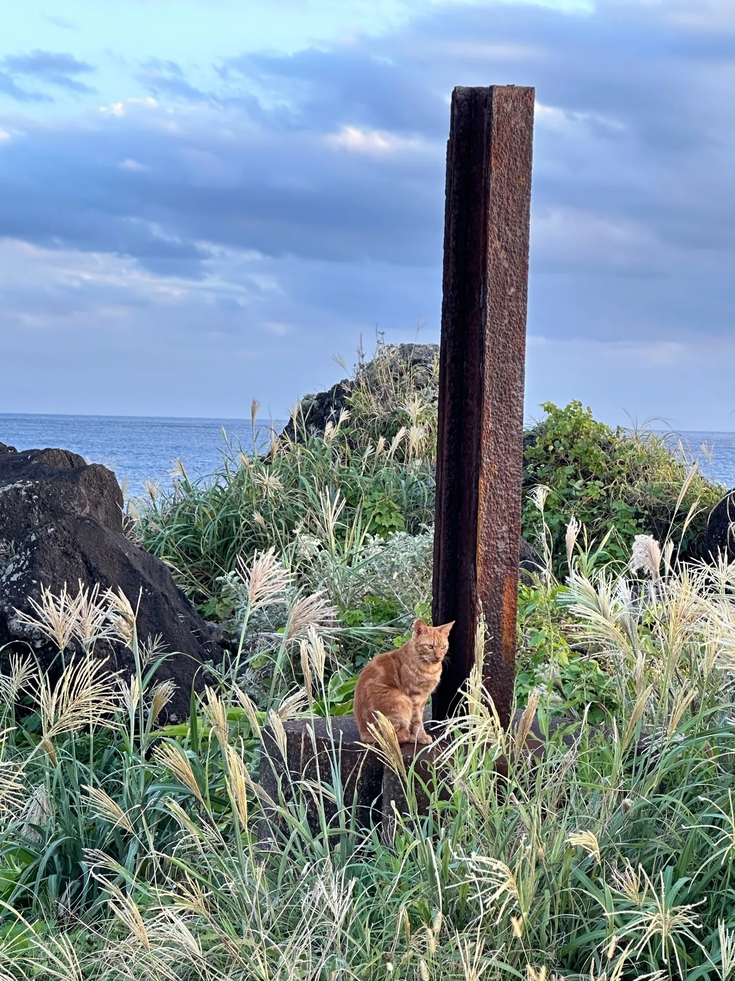 黒ねこ様ご確認用 八丈島はキョンではなくイタチと猫の島だ｜猫太郎