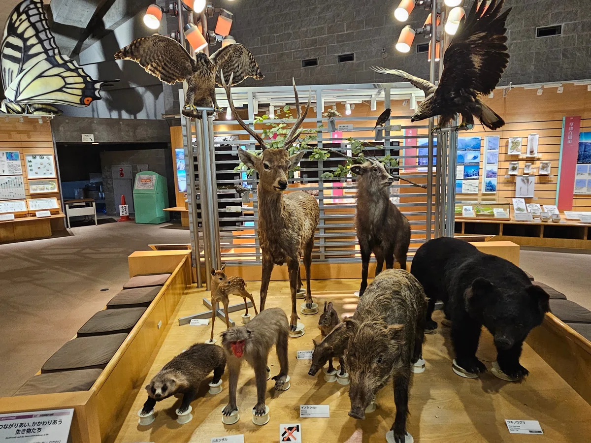 全国自然博物館の旅【2】群馬県立自然史博物館|美原さつき