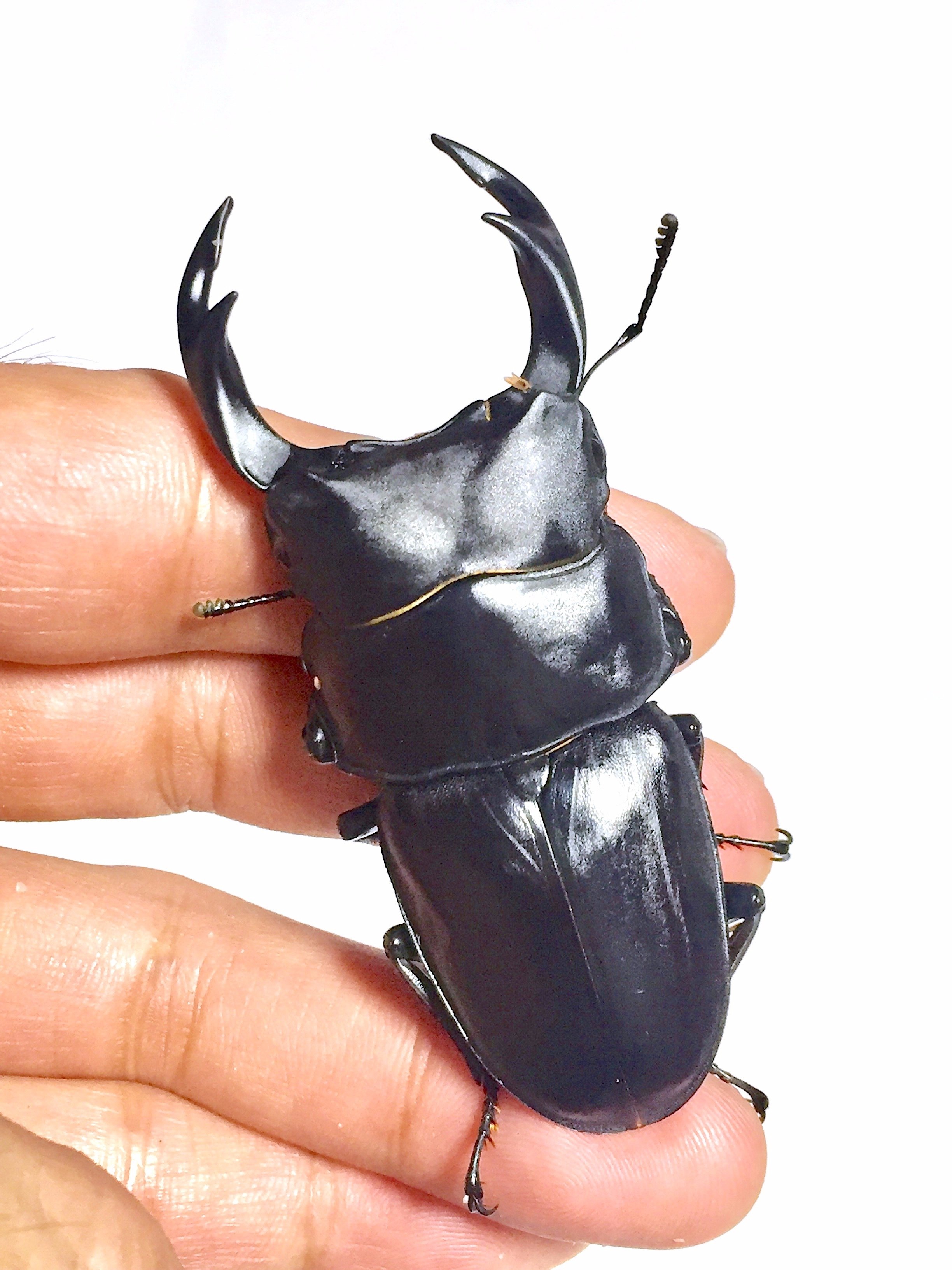 オオクワガタ特大78.6㎜　初令幼虫採集個体 オオクワガタ特大78.6㎜ 初令幼虫採集個体 ☆材割採集幼虫羽化個体