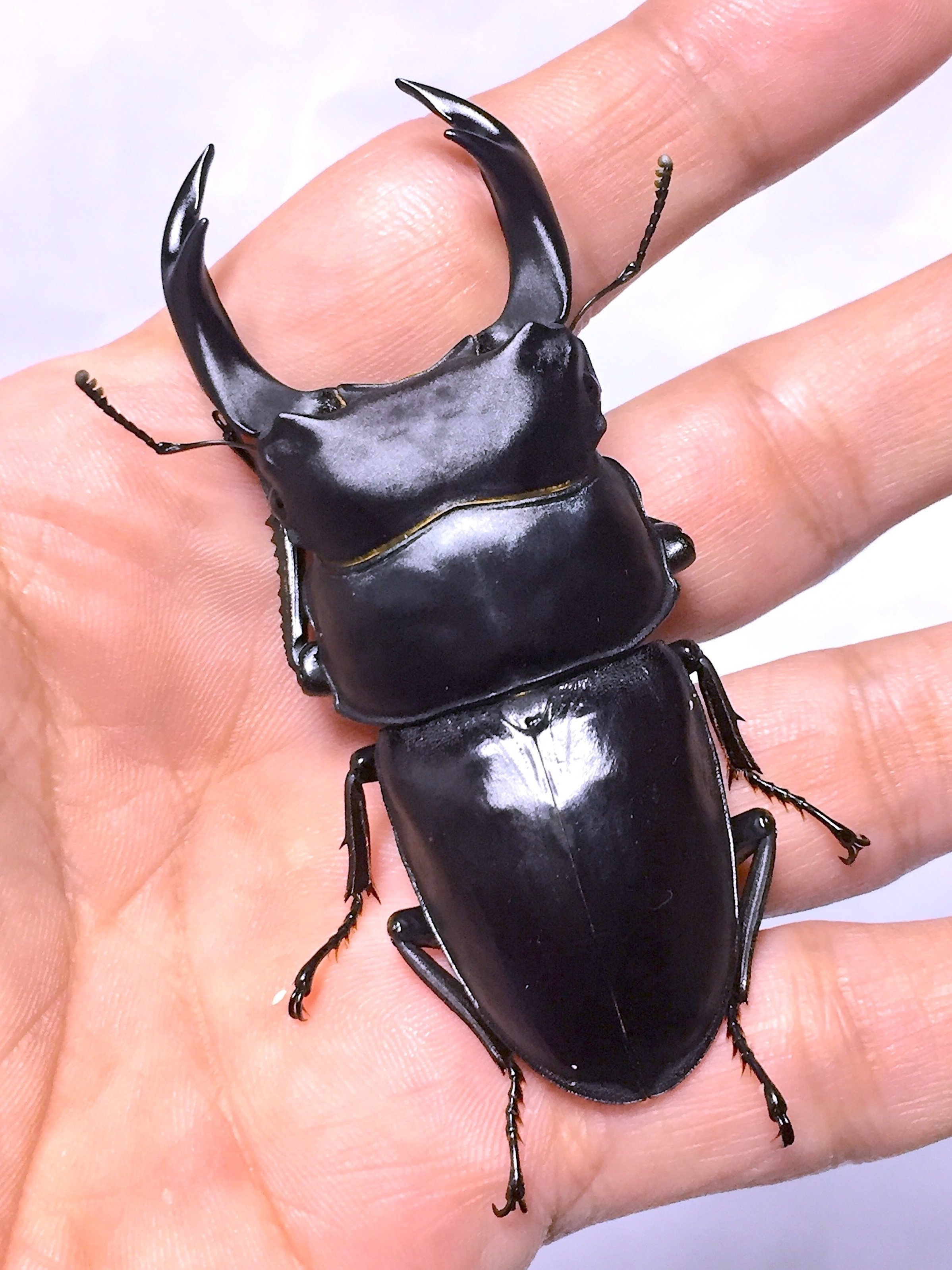 京極血統・京都市産ワイルド 選抜個体紹介｜kyogoku oakwagata