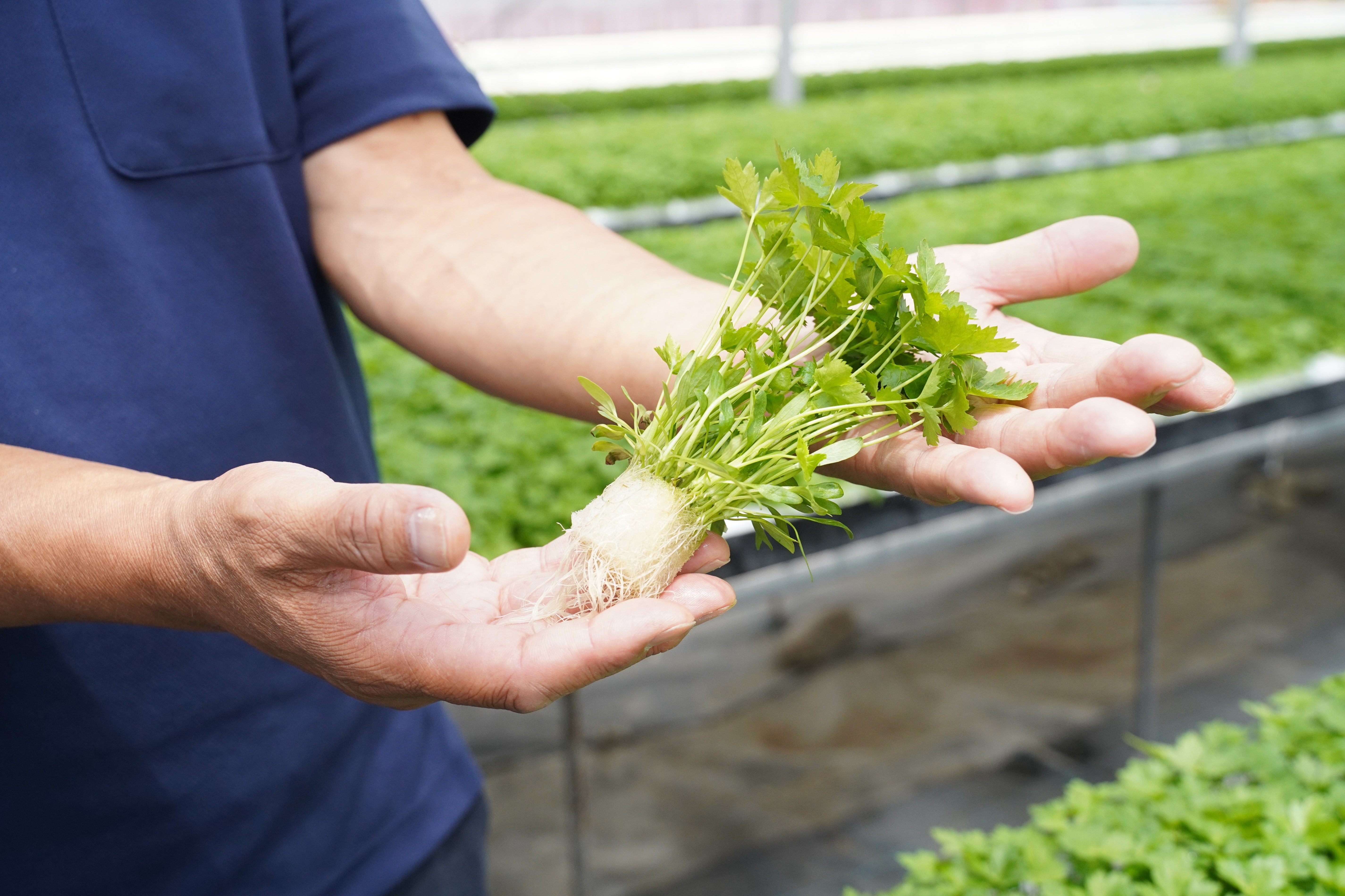 働き手が主役！ユニバーサル農業【浜松ミクロ散歩「ミニ野菜」前編