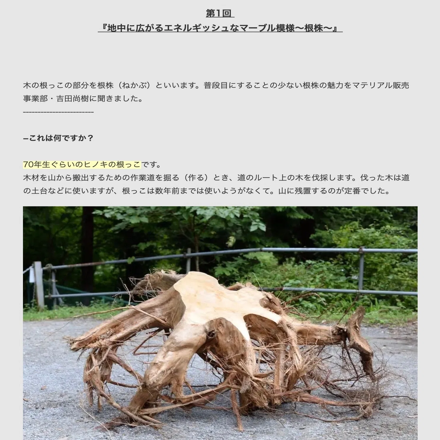まるごとニュースレター」で、“森のヘンテコ素材”を紹介。木の価値観を 