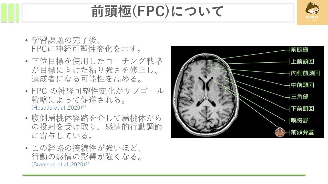 下前頭後頭束(IFOF)について｜くろ 作業療法士