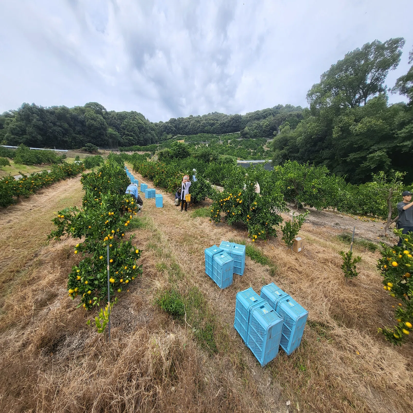 浜松市三ヶ日みかん農園でのロボット実験｜寺島みずひと(Terashima