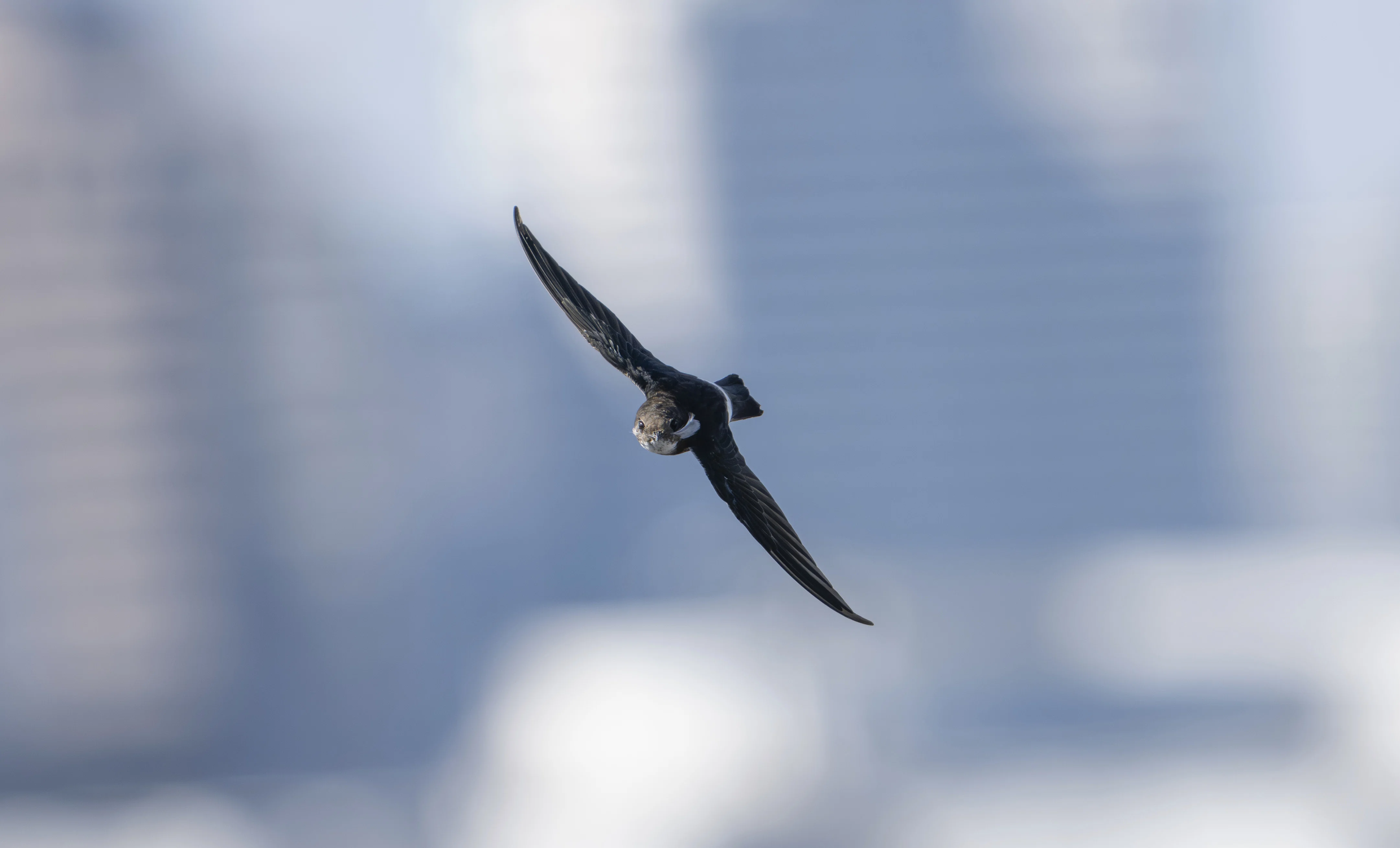 NIKKOR Z 180-600mm f/5.6-6.3 VR ツバメ編｜ツバメ