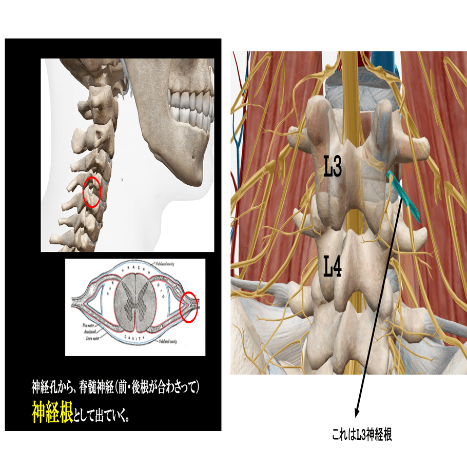腰仙椎部神経症状 カラーでみる解剖学的背景 治療に難儀する腰部の神経痛の正体 | にしむら治療院