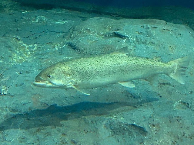 誰もが釣りたい憧れの魚、北海道の主、幻のイトウの釣り方