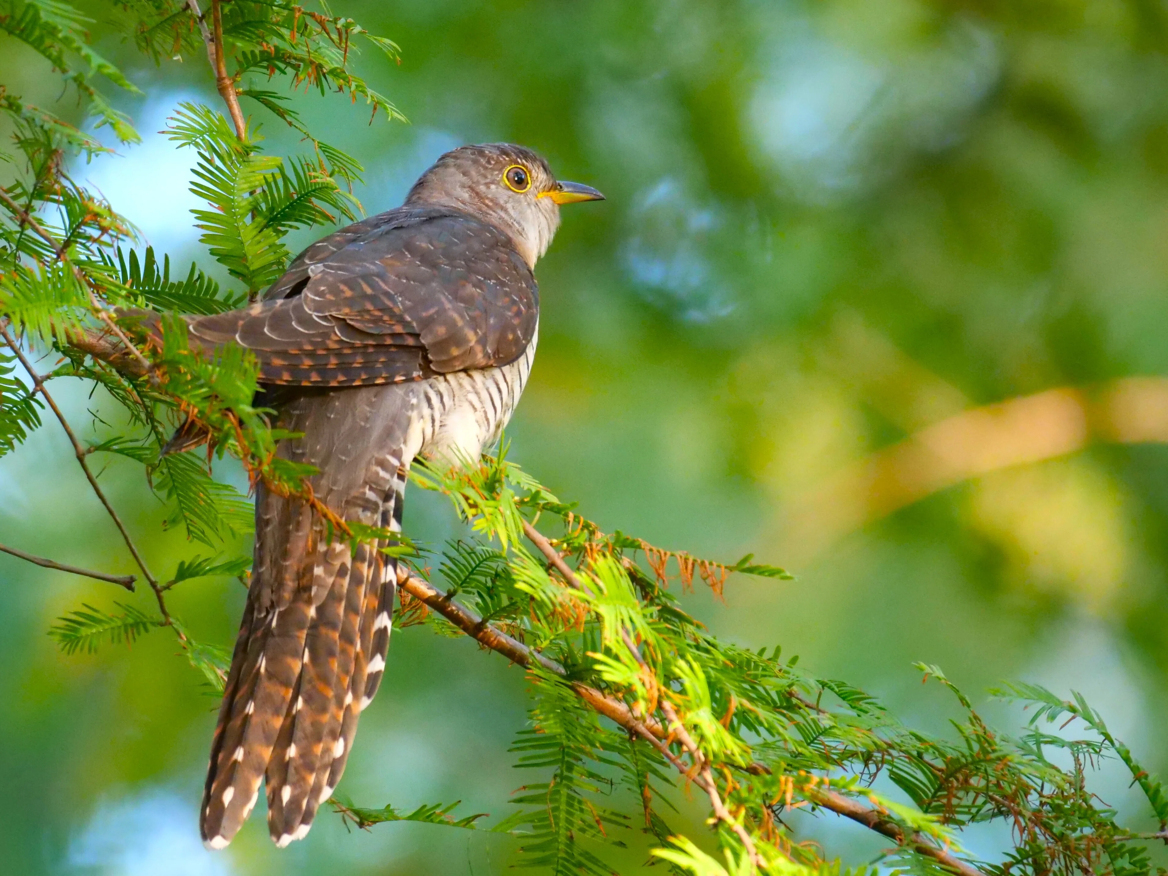 ツツドリの羽標本　野鳥 鳥 羽 s-20230320223027223190.jpg