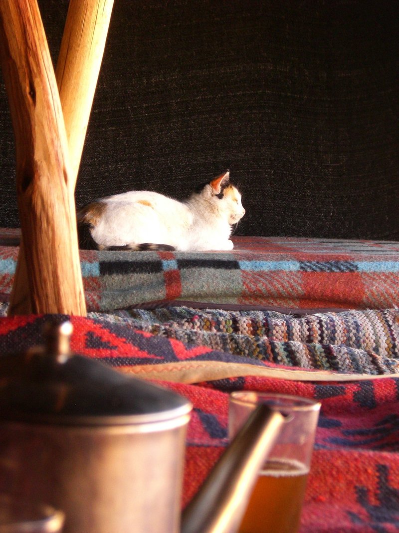 天幕の隅のベッドでは、白、茶、黒のぶち猫が香箱座りになって寛いでいる