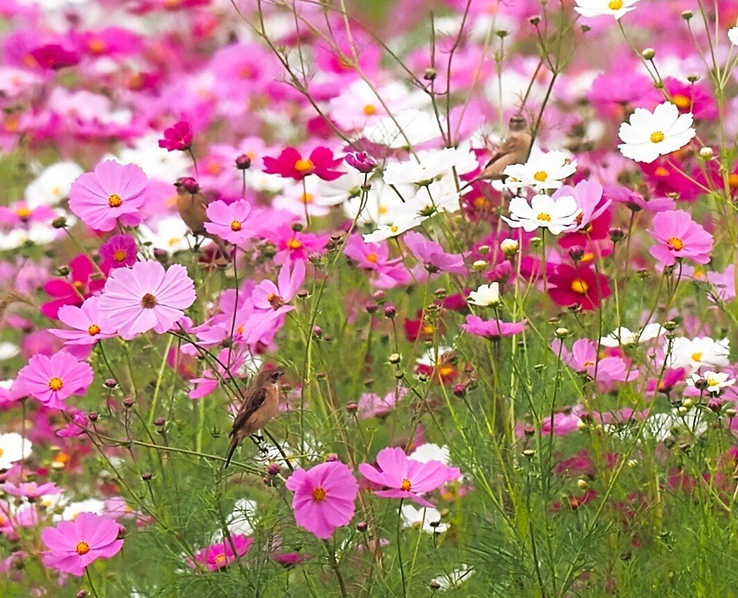 2023.10.14】コスノビを求めて｜ユーマン