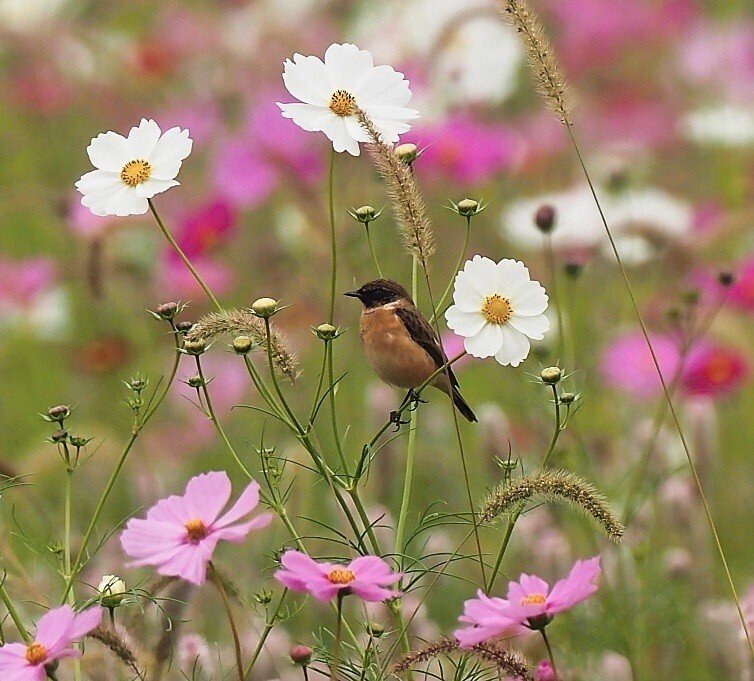 2023.10.14】コスノビを求めて｜ユーマン