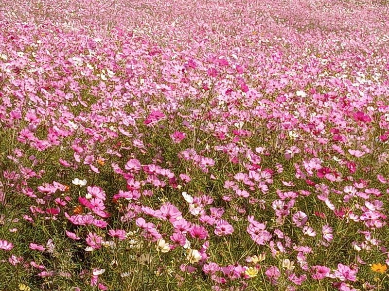 諫早市北東部、標高約1060mの白木峰高原。10,000㎡の丘に秋は一面のコスモス20万本、春は10万本の菜の花を楽しめます。