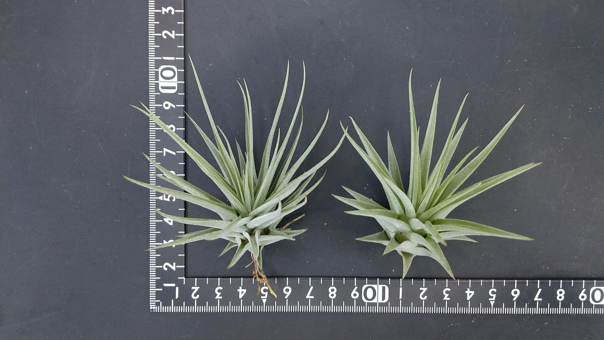 チランジア入荷リスト10/13｜NatureGarden🌿神田