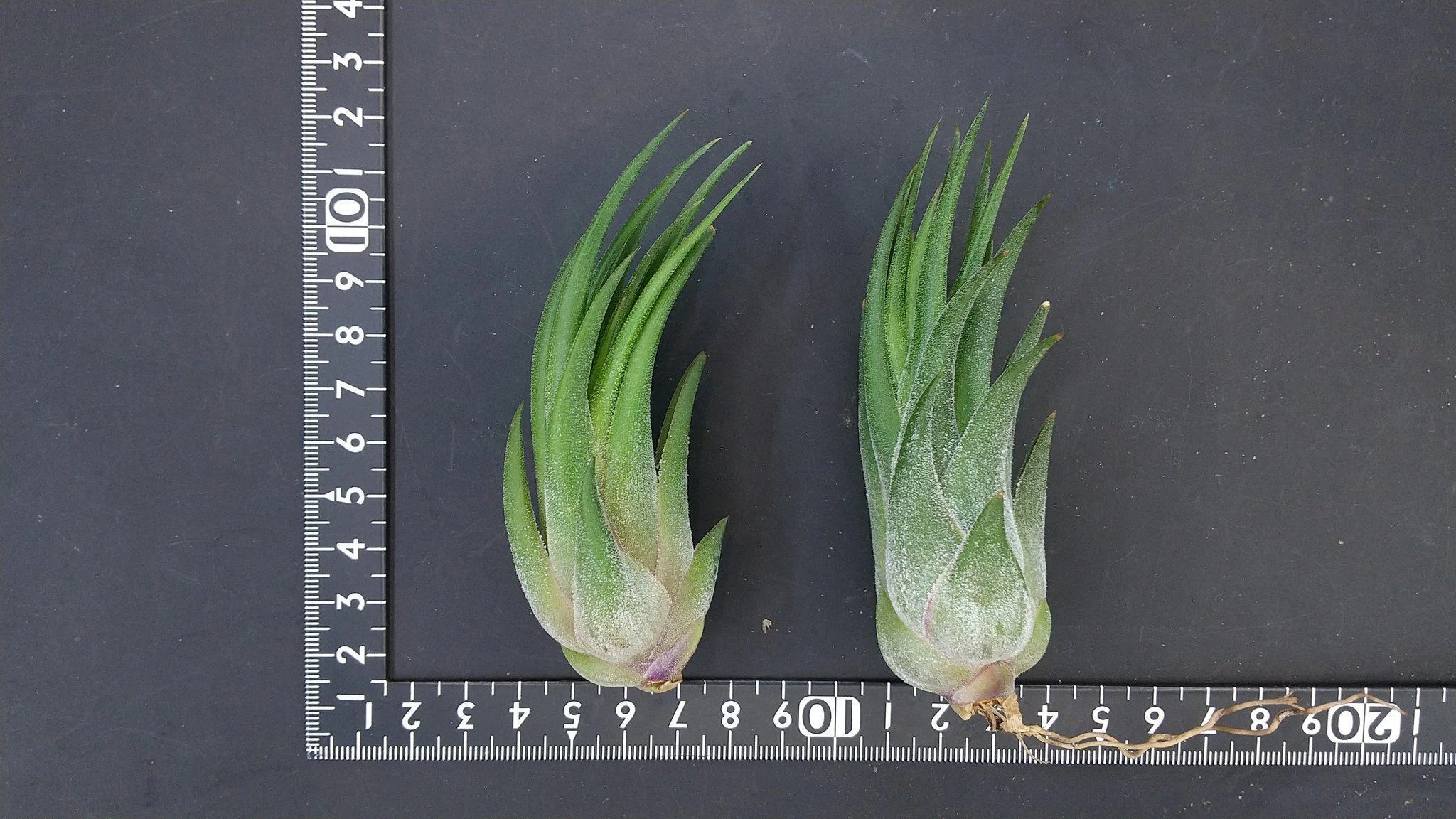 チランジア入荷リスト10/13｜NatureGarden🌿神田