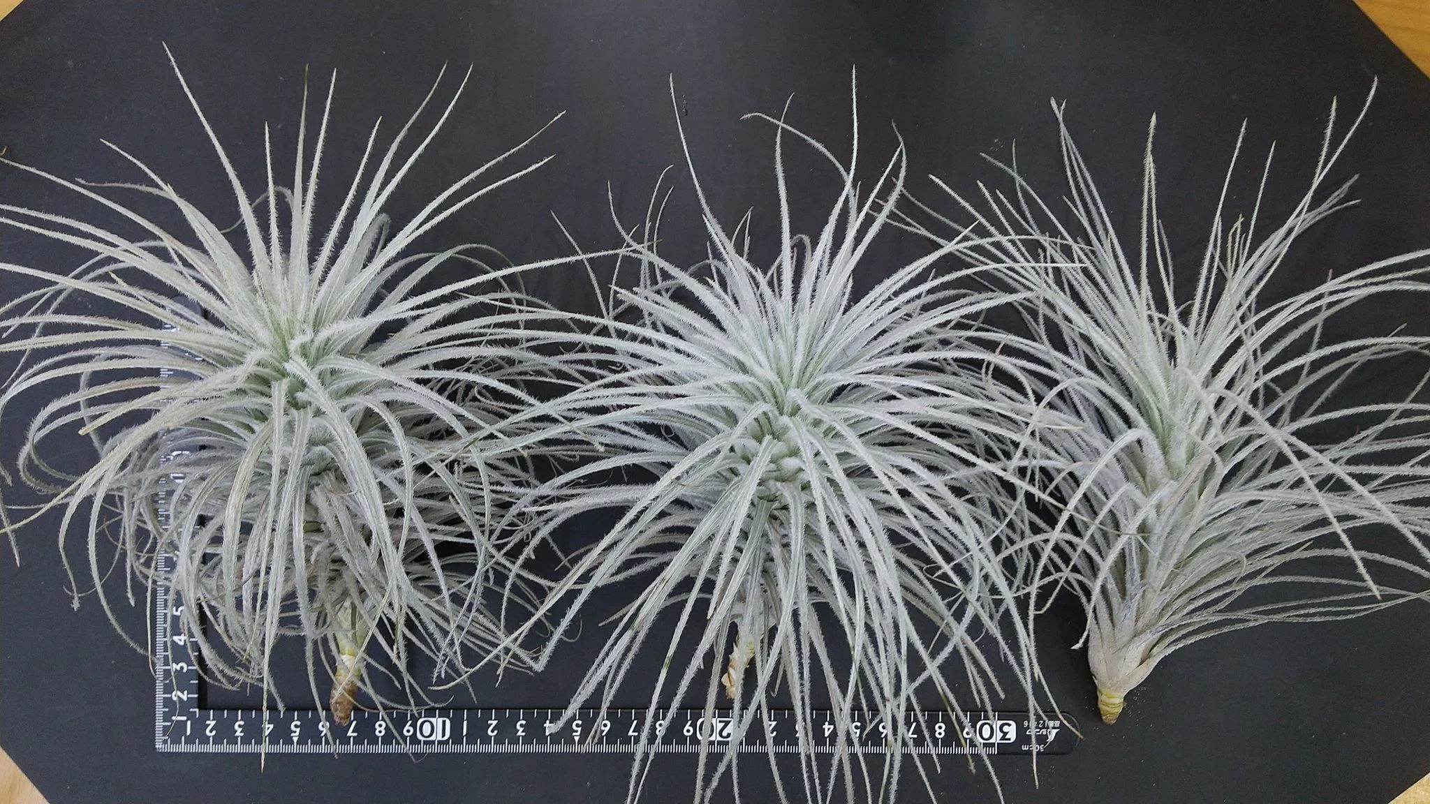 チランジア入荷リスト10/13｜NatureGarden🌿神田