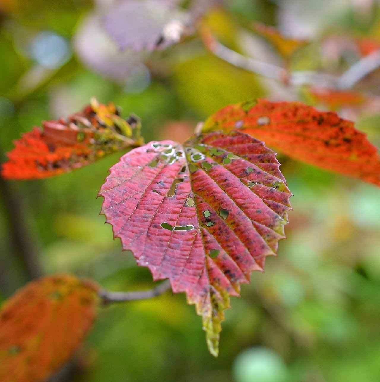 少しずつ庭の紅葉が始まりました｜サナエvinsanchi