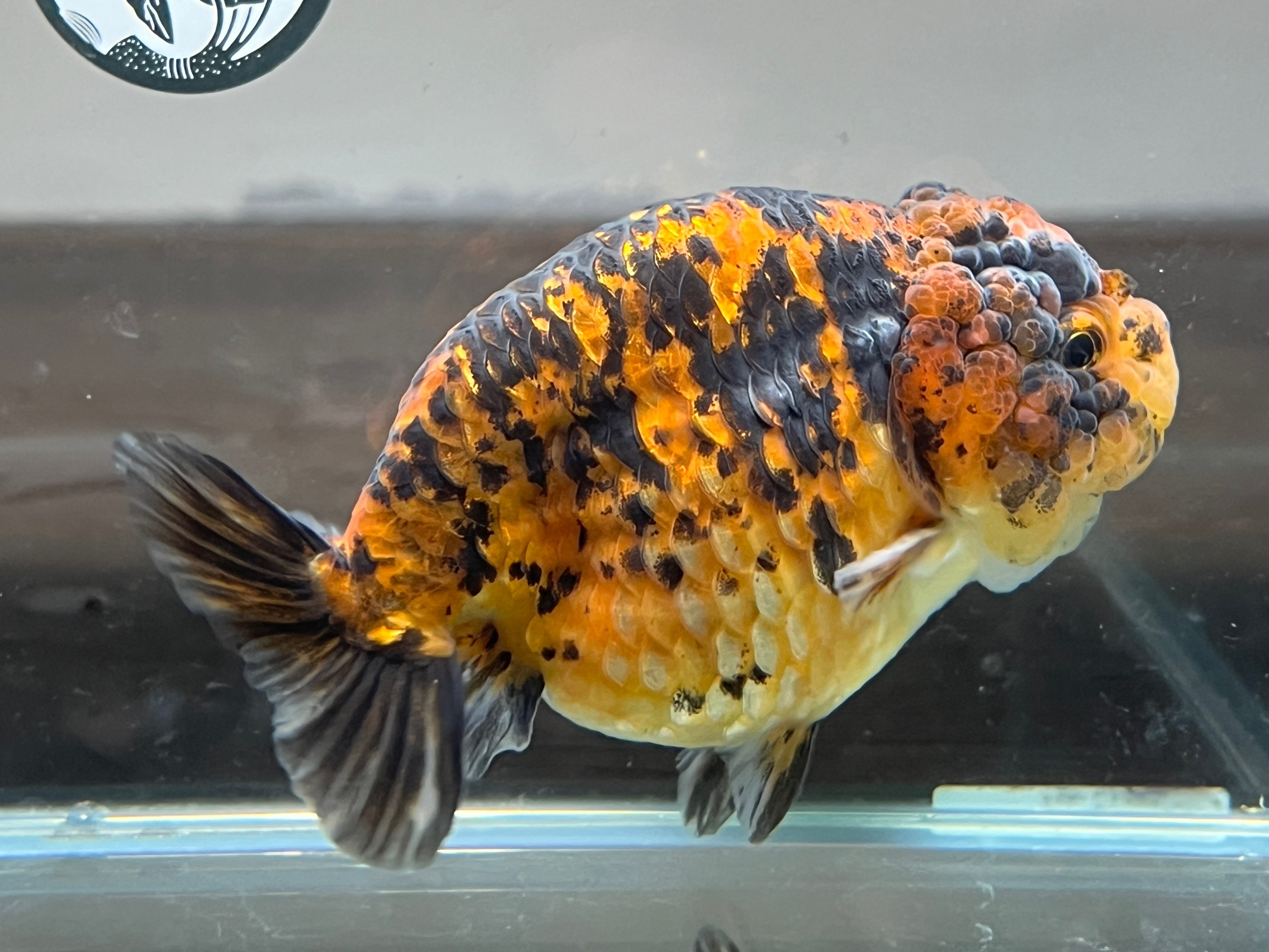 撮影が終わったので金魚紹介｜SAMURAI FARM