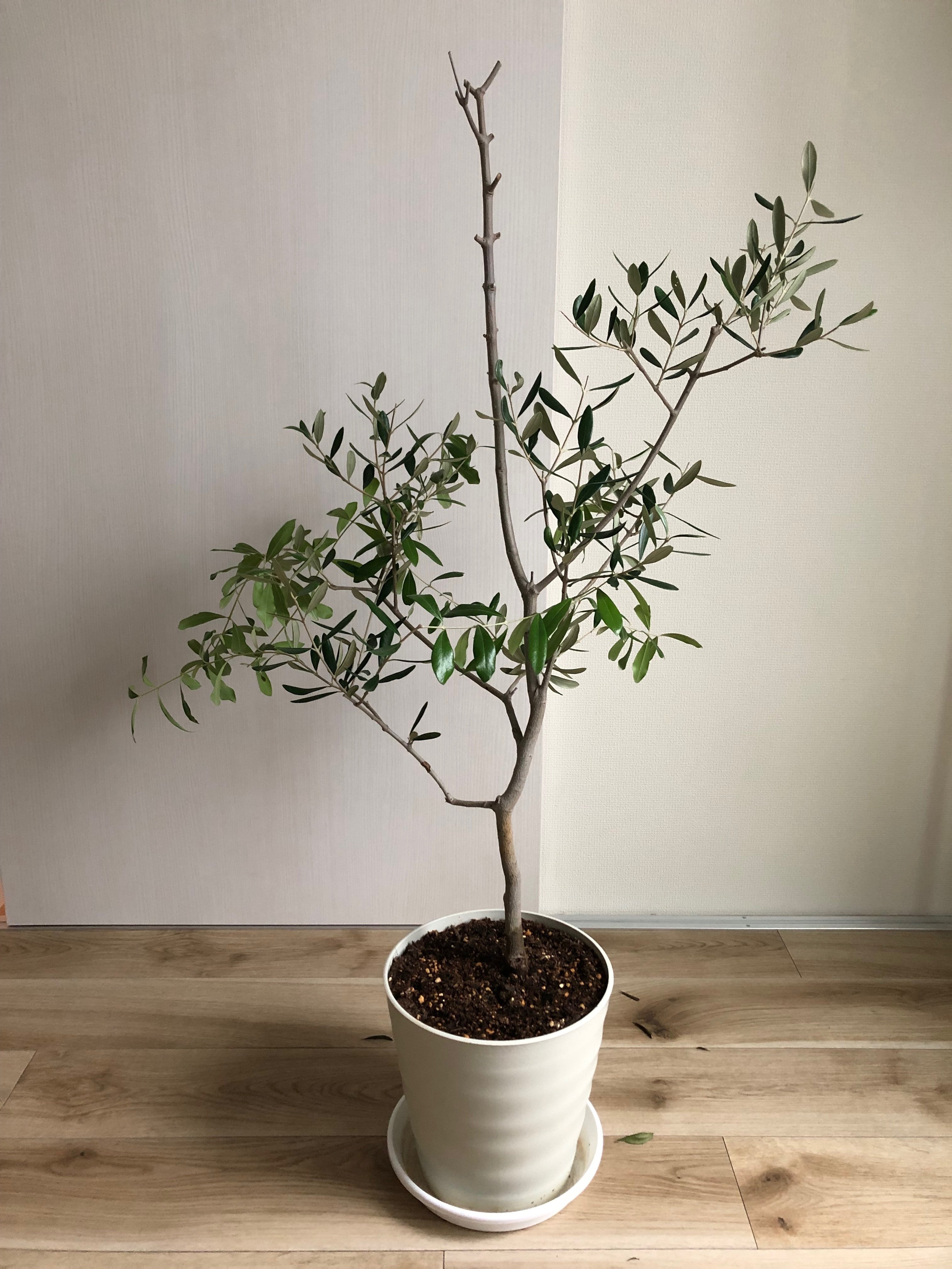 葉が落ちたオリーブの木の剪定&殺菌剤の散布をしました｜もぐ