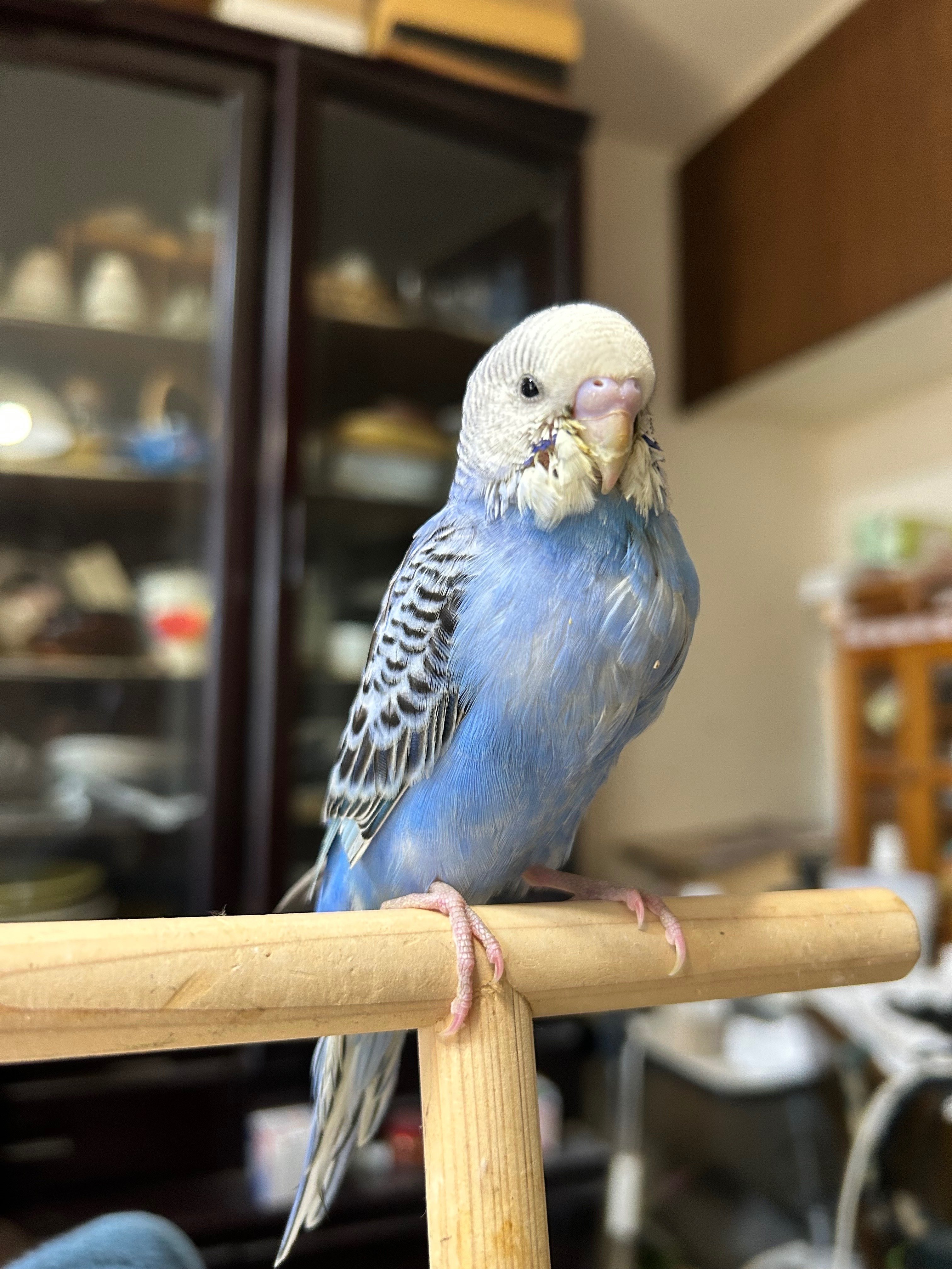 新しい家族、青いセキセイインコ「青手羽」｜野猿（やえん）