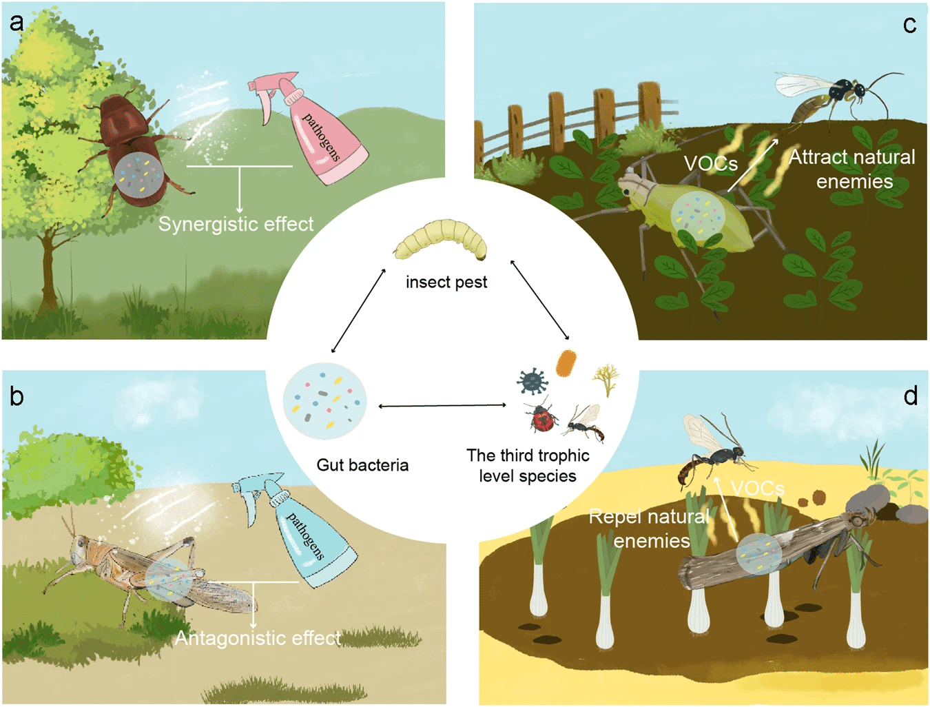 持続可能な害虫管理のための昆虫と植物の相互作用における腸内細菌叢の