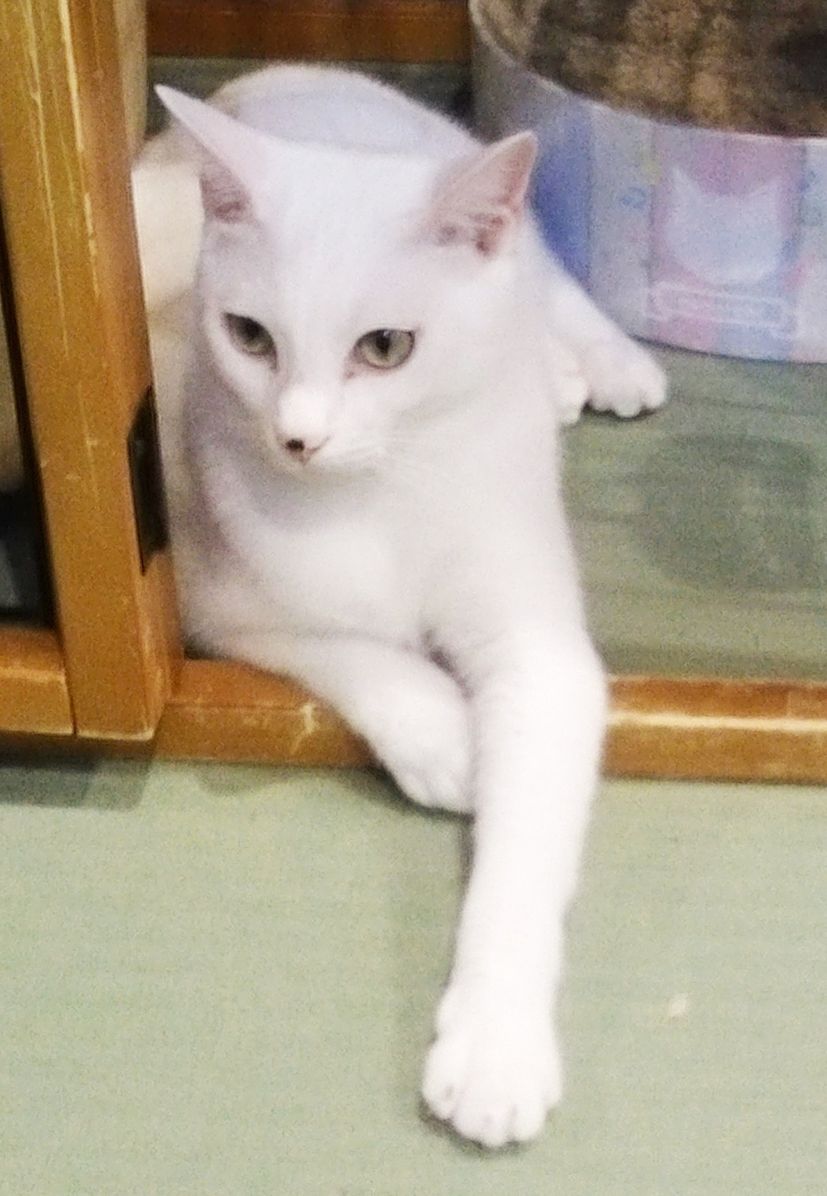 毛の色と性格 〜白・黒・ぶち篇〜｜ねこ探偵局