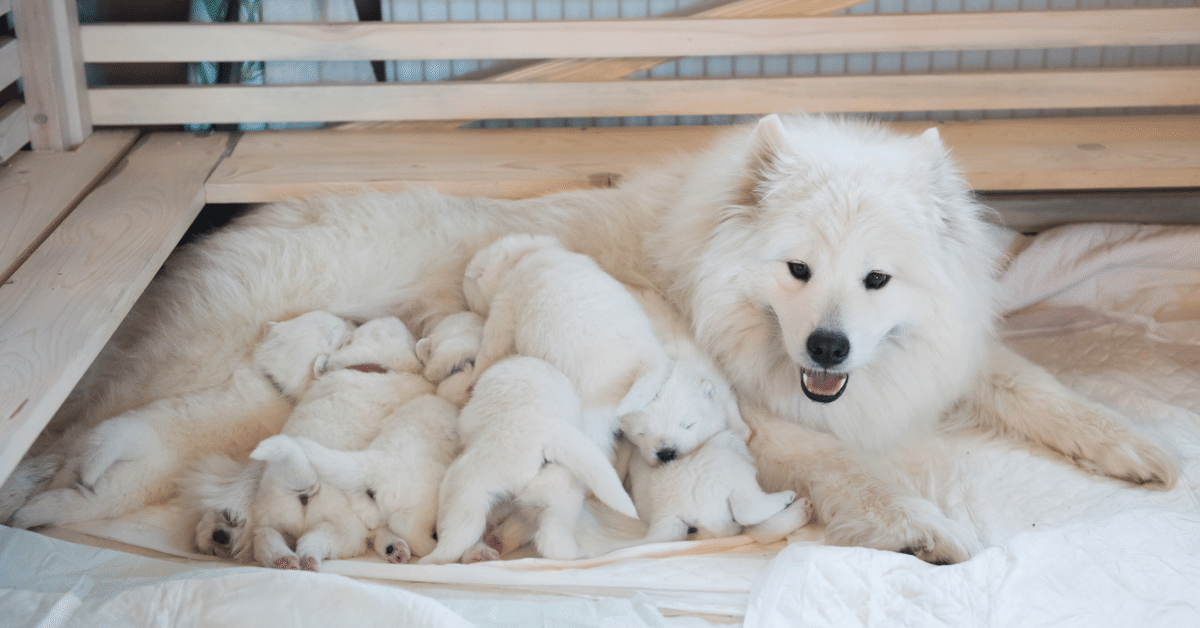 母親犬
