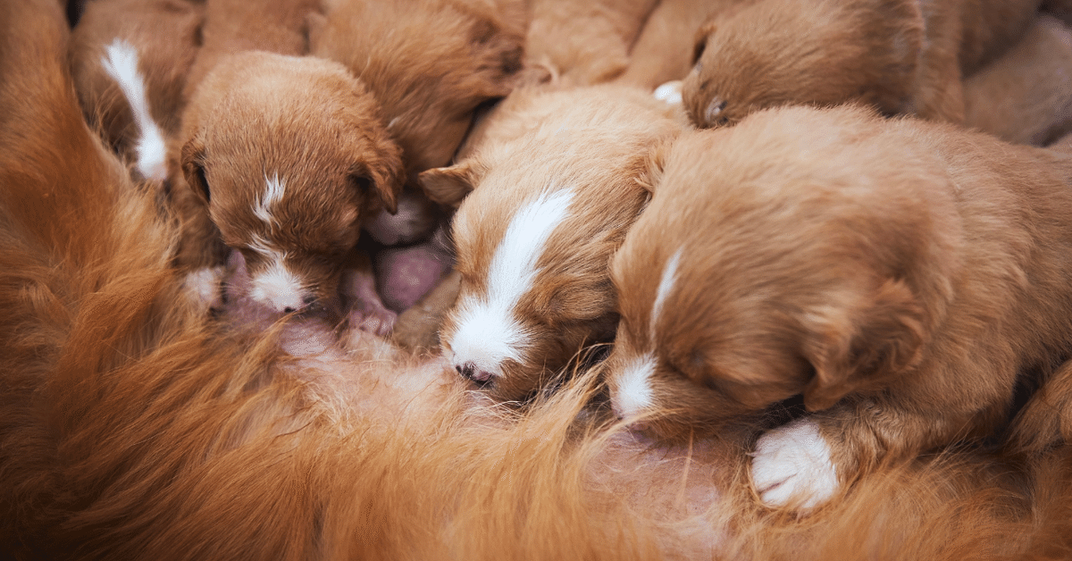 子犬