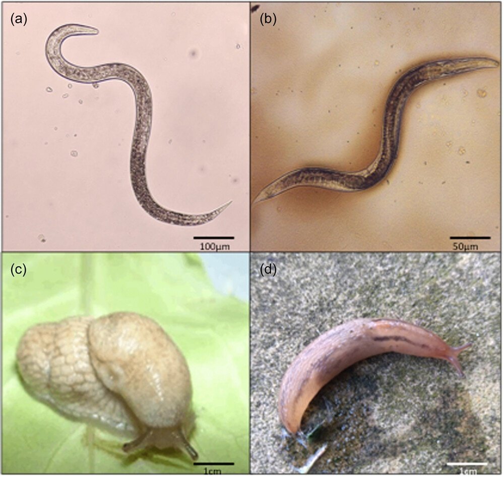 寄生虫 寄生性線虫は腹足類宿主の感受性に異常をもたらすが、抵抗性は示さない