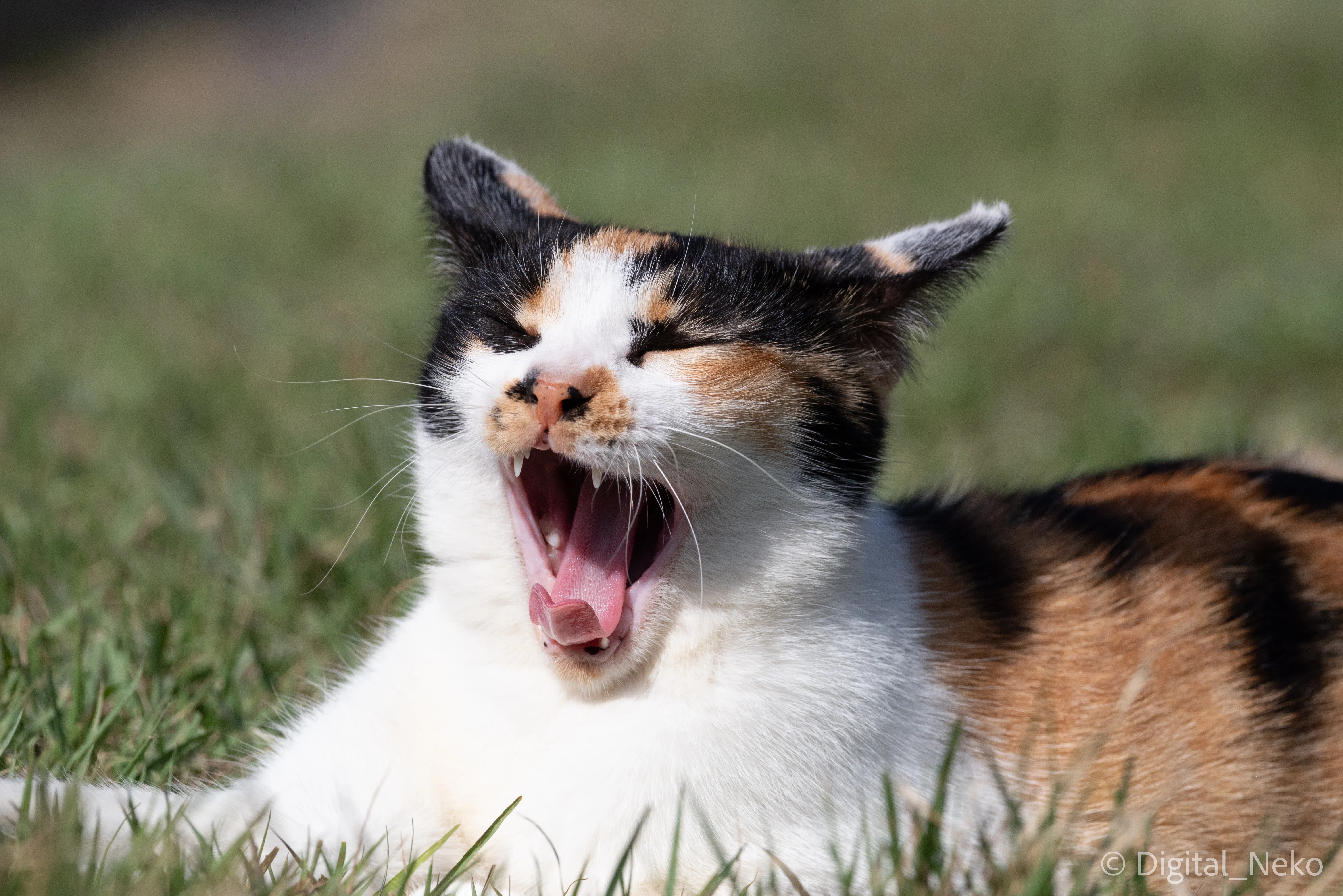 あごが外れそう 猫さん｜けえる