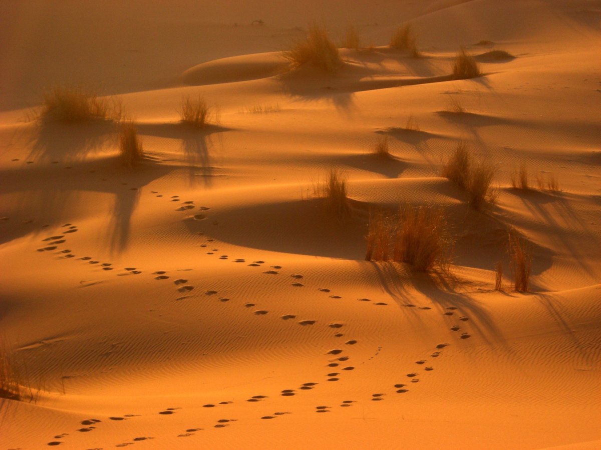 赤い砂漠に点々と生える草と、その間をうろちょろした様子の獣の足跡