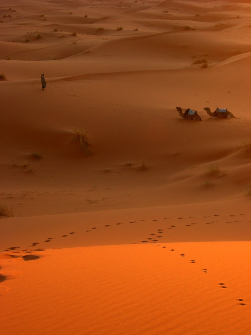 赤い砂漠と二頭のらくだ、すこし離れた場所に立つハマド
