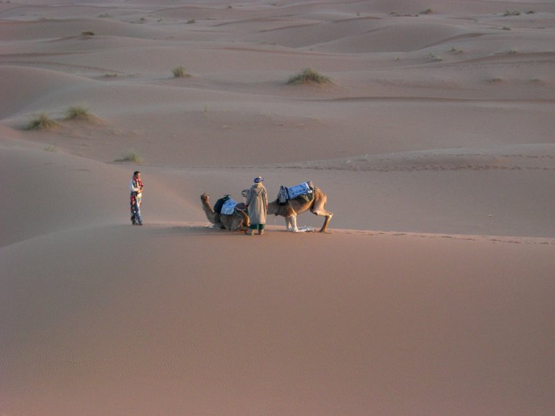 砂漠に伏せる途中のらくだとハマド、モハ
