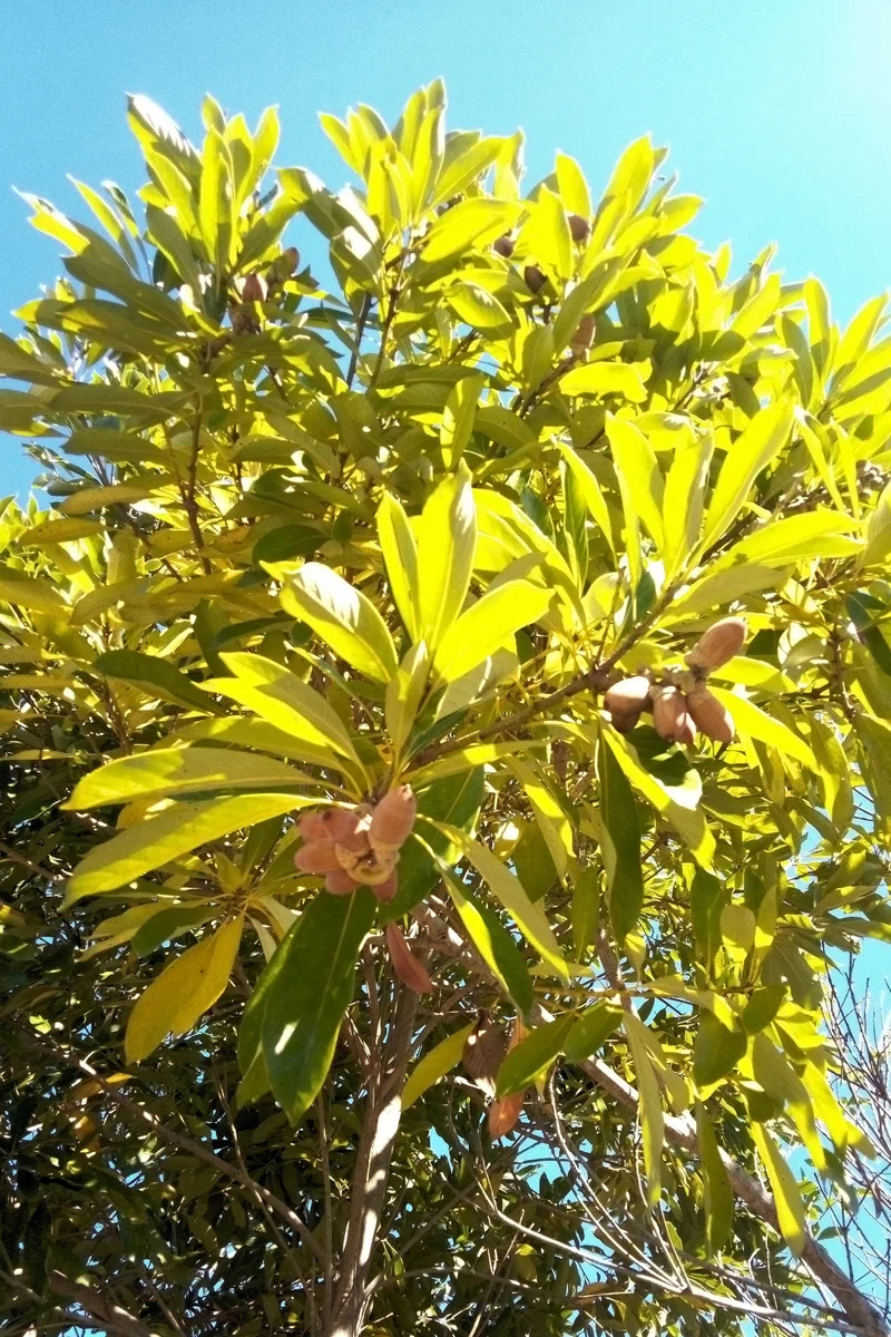 葉が黄色い樫の木|ヒル