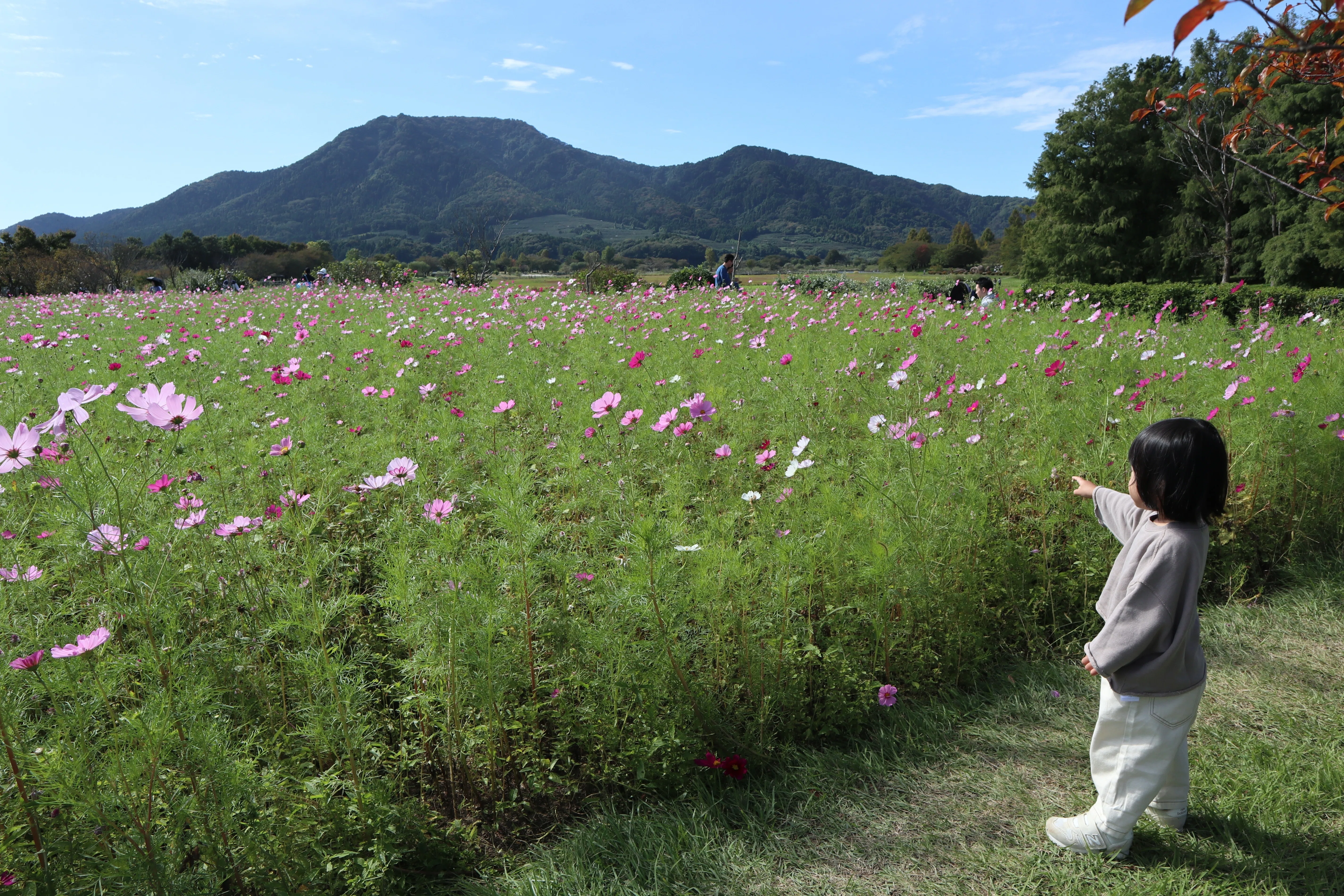 藁アートと秋桜畑【上堰潟公園】｜ふみ