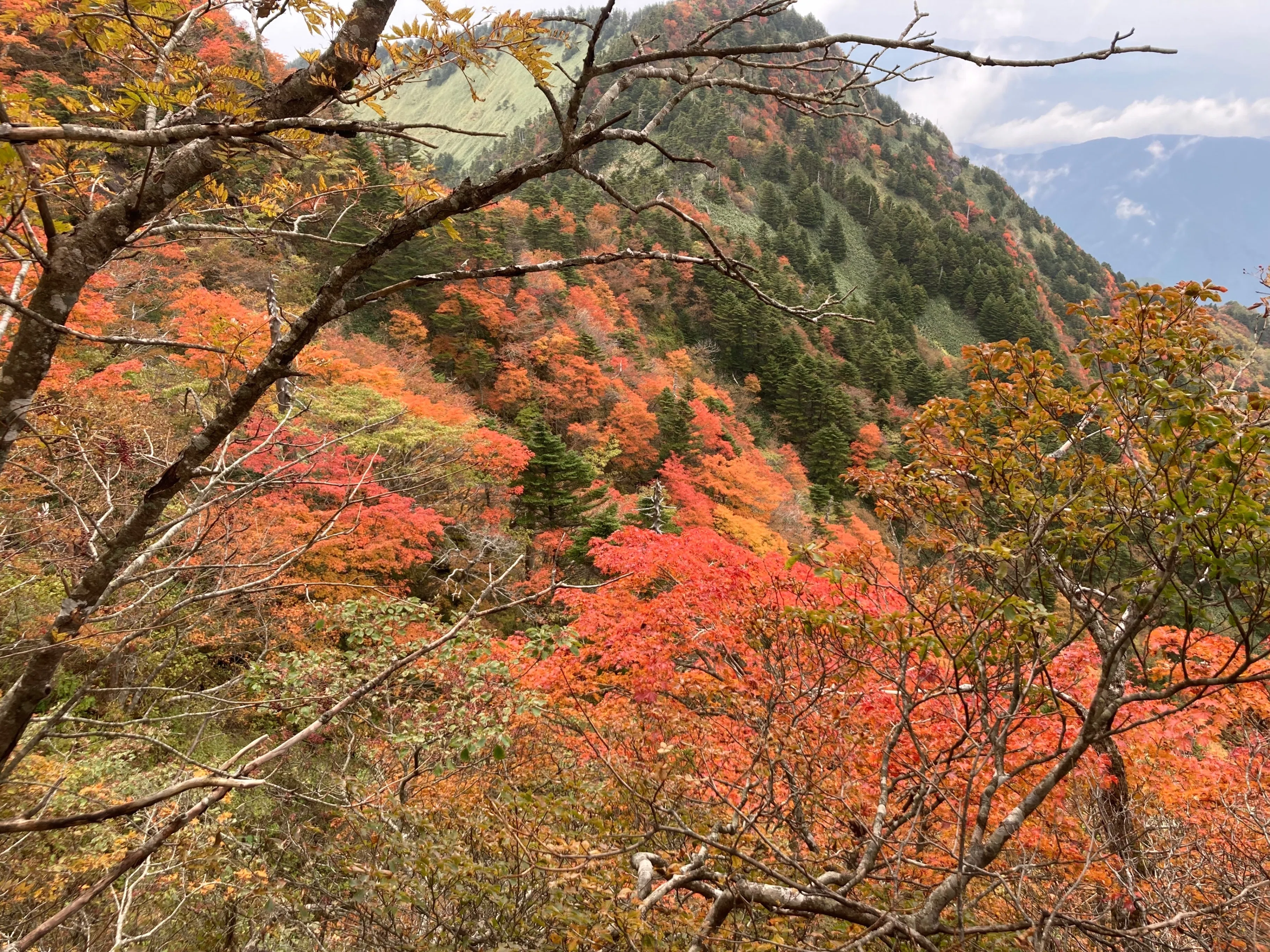 石鎚五葉、懸崖、山採取、60年強 目立った汚れ傷無し くにちん様のみ！ 塩ヶ森から眺める石鎚山と皿ヶ峰（愛媛県東温市）標高525.75m | 愛媛の