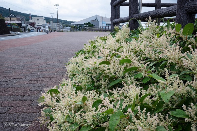 イタドリ(虎杖)が手前にたくさん咲いています。伊豆大島の元町港近くの風景です。