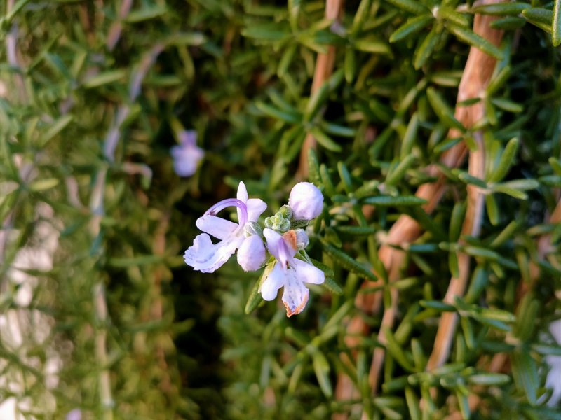 最近、花の写真を撮っていない当気が付き、自宅の花壇で咲いていたローズマリーの花をパチり。そろそろ葉を刈り込んで料理に使おうっと。