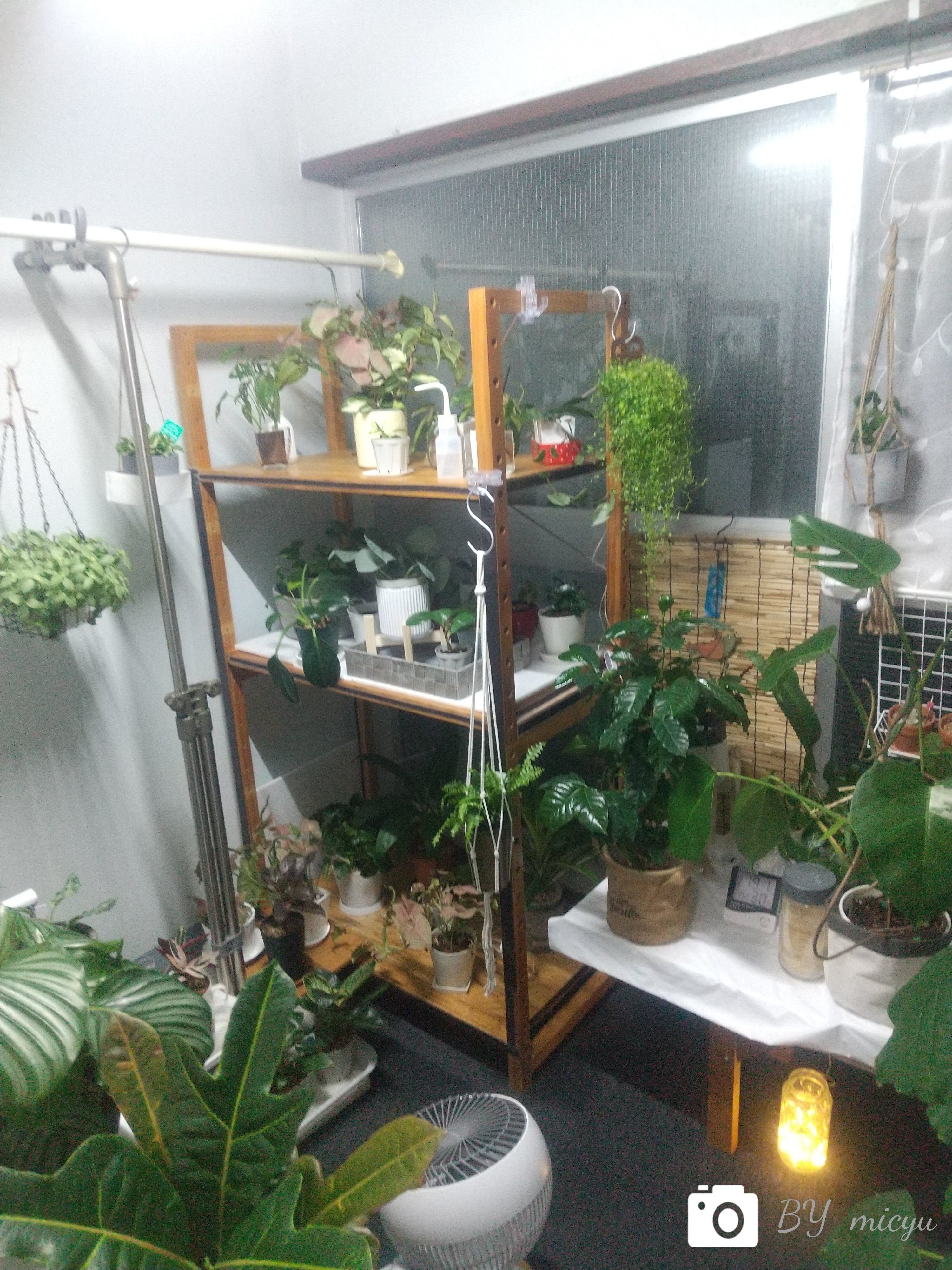 アロカシア ポルトドラ 6号ロングスリット 無機質用土植え 観葉植物