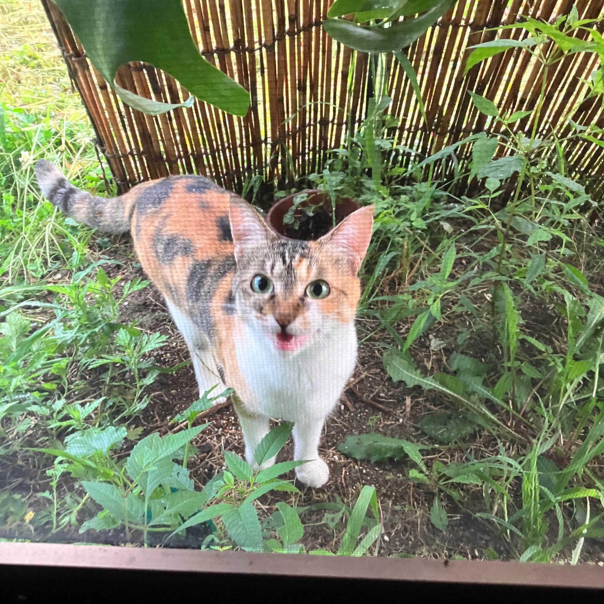 秋の風物詩】朝露で濡れた体をストーブで乾かしている猫ちゃん、その