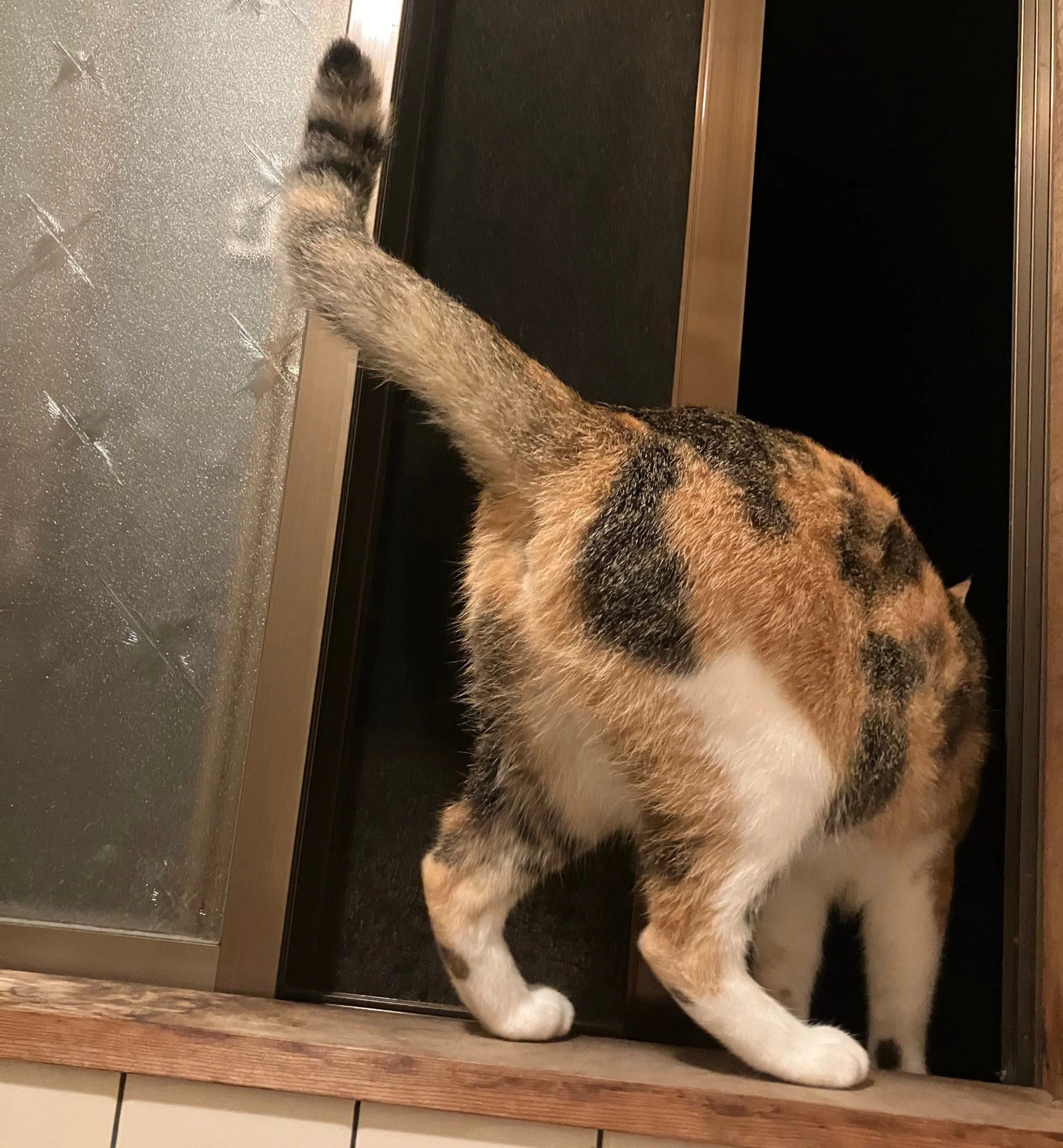 秋の風物詩】朝露で濡れた体をストーブで乾かしている猫ちゃん、その