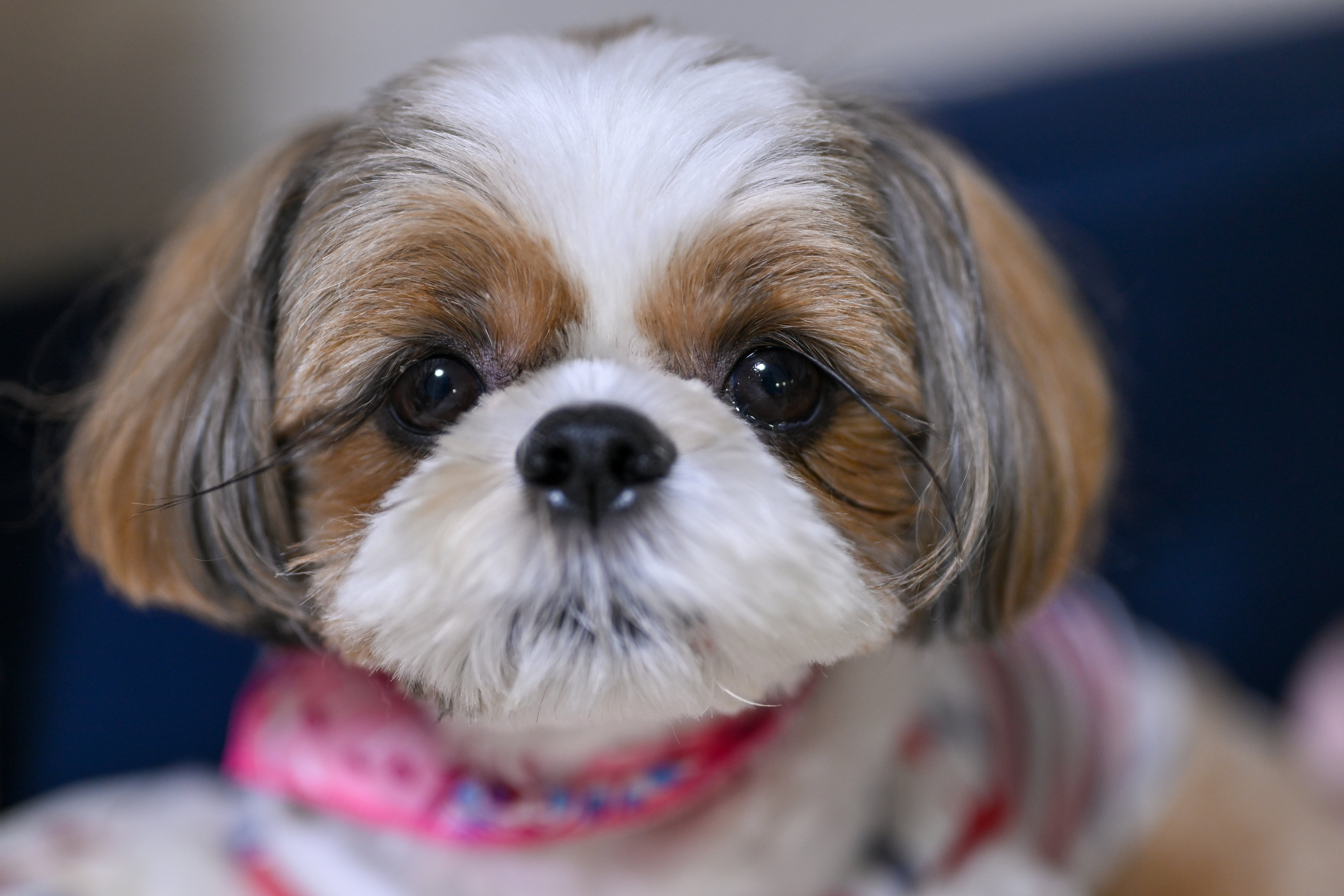 PhotoLog #93】犬 / NIKON Z9 50mm f1.8|物欲名古屋人 PhotoLog #93】犬 / NIKON Z9 50mm f1.8|物欲名古屋人
