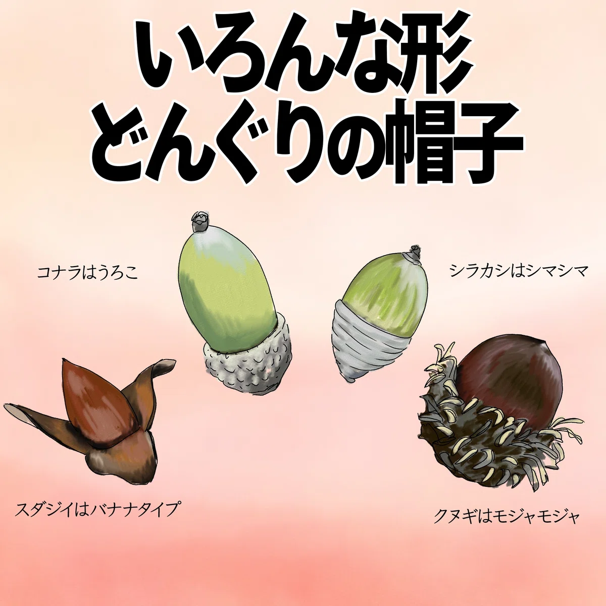 いろんな形どんぐりの帽子｜くますけ｜自然ガイド・クリエイター